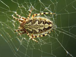 Attēlu rezultāti vaicājumam “Aculepeira ceropegia”