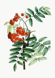 Attēlu rezultāti vaicājumam “Caragana arborescens fruit”