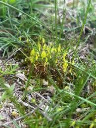 Attēlu rezultāti vaicājumam “Pohlia elongata”