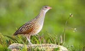 Attēlu rezultāti vaicājumam “Cratarellus cornucopioides”