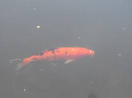 Image result for Cyprinus rubrofuscus