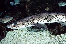 Image result for Scyliorhinus canicula