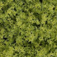 Attēlu rezultāti vaicājumam “Herniaria glabra leaf”