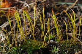 Attēlu rezultāti vaicājumam “Tortula subulata”