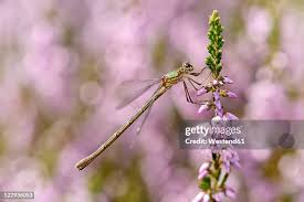 Attēlu rezultāti vaicājumam “Lestes sponsa”