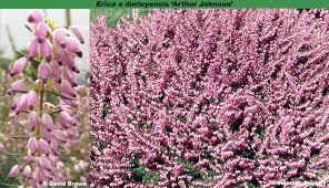 Attēlu rezultāti vaicājumam “Erica x darleyensis flower”