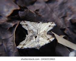 Attēlu rezultāti vaicājumam “Macaria notata”