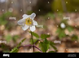 Attēlu rezultāti vaicājumam “Anemone nemorosa bud”