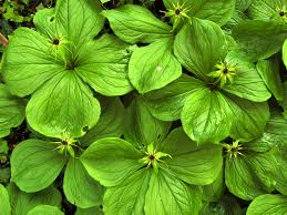 Attēlu rezultāti vaicājumam “Paris quadrifolia”