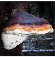 Attēlu rezultāti vaicājumam “Fomitopsis rosea”