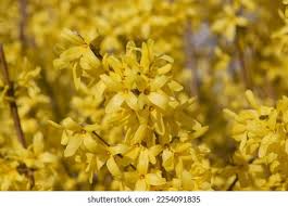 Attēlu rezultāti vaicājumam “Forsythia intermedia flower”