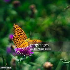Attēlu rezultāti vaicājumam “Argynnis laodice male”