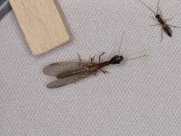 Attēlu rezultāti vaicājumam “Raphidioptera”