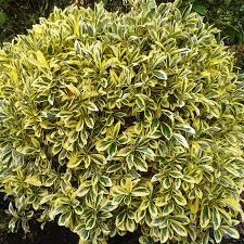 Attēlu rezultāti vaicājumam “Euonymus”