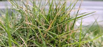 Attēlu rezultāti vaicājumam “Agrostis stolonifera”