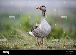 Attēlu rezultāti vaicājumam “Anser anser adult”