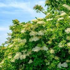 Attēlu rezultāti vaicājumam “Sambucus racemosa flower”