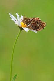 Attēlu rezultāti vaicājumam “Boloria titania upperside”