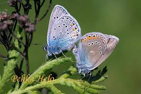 Attēlu rezultāti vaicājumam “Agrodiaetus amandus male”