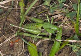 Attēlu rezultāti vaicājumam “Decticus verrucivorus”