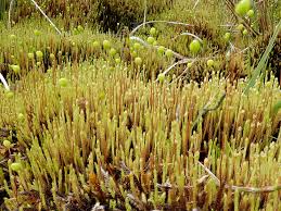 Attēlu rezultāti vaicājumam “Philonotis”