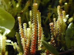 Attēlu rezultāti vaicājumam “Paludella squarrosa”