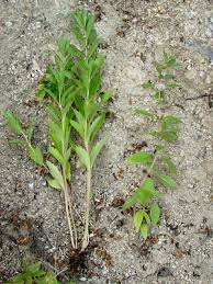 Attēlu rezultāti vaicājumam “Lycogala asperum sessile”