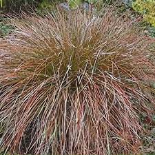 Attēlu rezultāti vaicājumam “Carex chordorhiza”