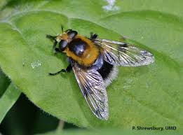 Attēlu rezultāti vaicājumam “Volucella bombylans”