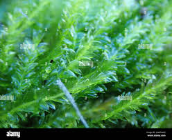 Attēlu rezultāti vaicājumam “Plagiothecium laetum”