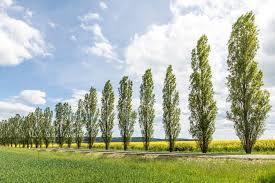 Attēlu rezultāti vaicājumam “Populus simonii”