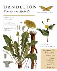 Attēlu rezultāti vaicājumam “Taraxacum officinale aggr. leaf”