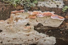 Attēlu rezultāti vaicājumam “Sarcoporia polyspora”