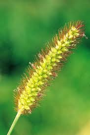 Attēlu rezultāti vaicājumam “Setaria glauca”