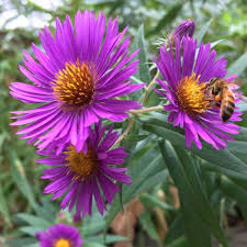 Image result for Aster novae-angliae