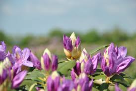 Attēlu rezultāti vaicājumam “Rhododendron catawbiense flower”