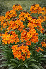 Image result for Cheiranthus cheiri