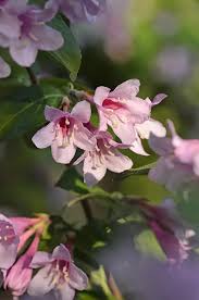 Attēlu rezultāti vaicājumam “Weigela praecox”