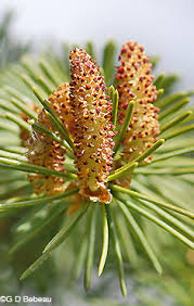 Attēlu rezultāti vaicājumam “Picea abies male flower”