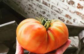 Afbeeldingsresultaat voor caspian pink tomato