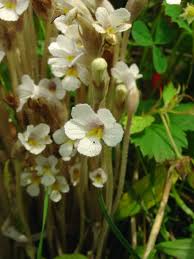 Attēlu rezultāti vaicājumam “Plantago uniflora flower”