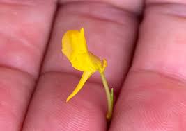 Attēlu rezultāti vaicājumam “Utricularia intermedia bud”