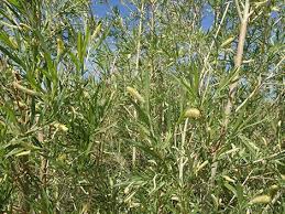 Attēlu rezultāti vaicājumam “Salix Vetrix”