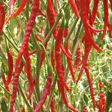 Afbeeldingsresultaat voor chile de arbol hot pepper