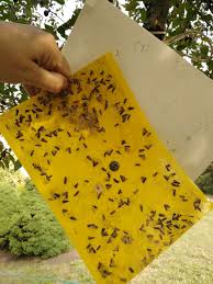 Attēlu rezultāti vaicājumam “Grapholita funebrana larva”