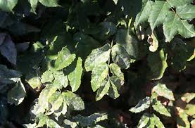 Attēlu rezultāti vaicājumam “Mahonia aquifolium leaf”