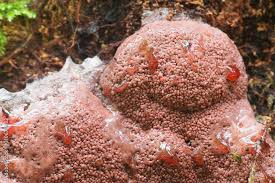 Attēlu rezultāti vaicājumam “Brefeldia maxima macro”