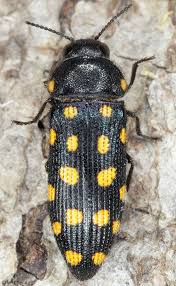 Attēlu rezultāti vaicājumam “Buprestidae”