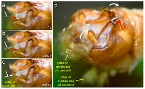 Attēlu rezultāti vaicājumam “Tipulidae male”