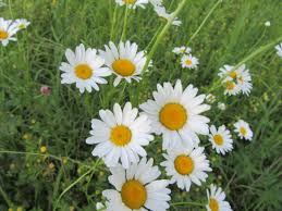 Attēlu rezultāti vaicājumam “Leucanthemum vulgare”